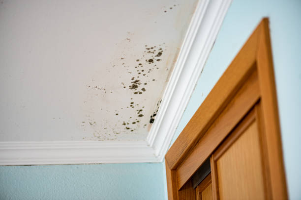 Best Residential Mold Removal  in Latta, OK