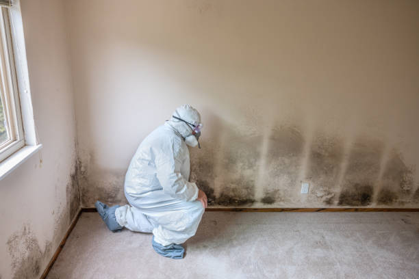 Best Black Mold Removal  in Latta, OK