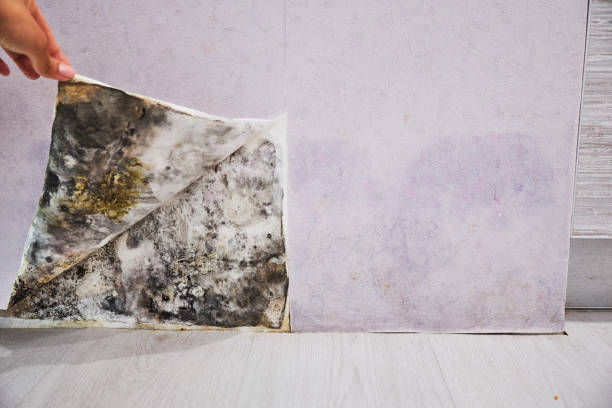 Trusted Latta, OK Mold Removal Experts